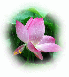 美图动态荷花精美组图赏心悦目