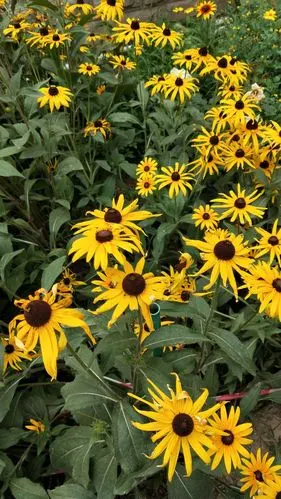 独树一帜——黑心金光菊