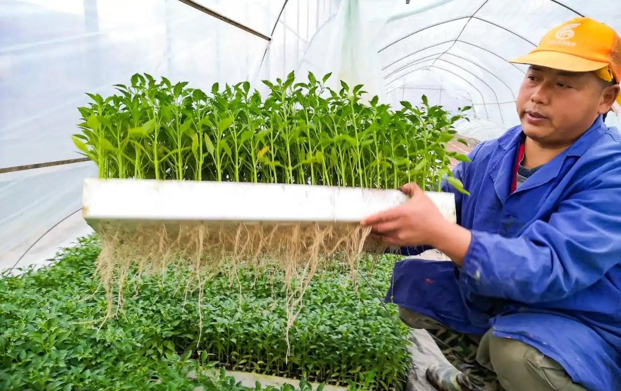 3月5日,望城农美种苗产业基地大棚内,工作人员正在检查育苗.贺文兵 摄