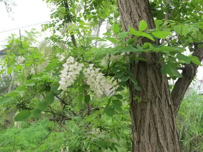 2015年9月29日洋槐木价格行情