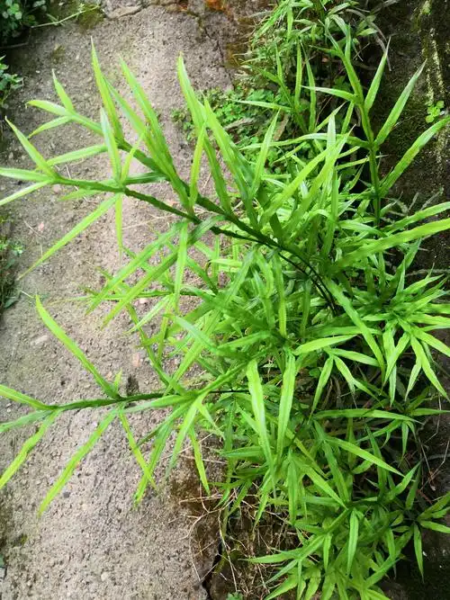 剑叶凤尾蕨,植物中的蓝血贵族.随意长在墙角,都风姿挺拔.