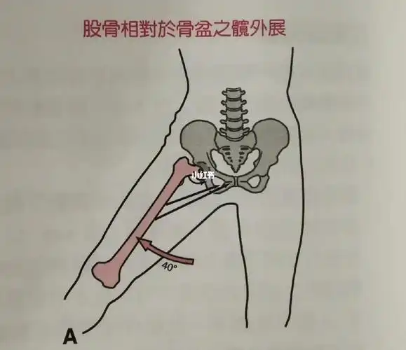 髋关节外展的两种不同模式