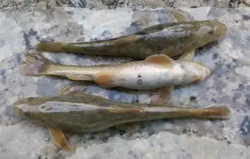 这是啥鱼?像泥鳅一样!