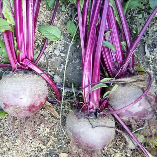火焰菜甜菜根新鲜现货发红菜头5斤现挖江苏榨汁食用徐州包邮精品