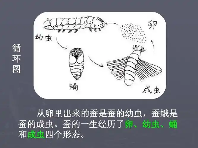 最新审定教科版三年级科学下册5蚕的生命周期公开课课件ppt