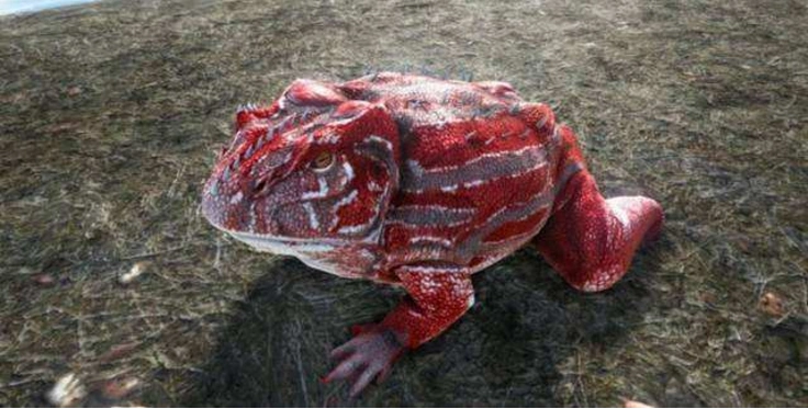 地球上体型最大的蛙类魔鬼蛙它们豪横到会吃恐龙