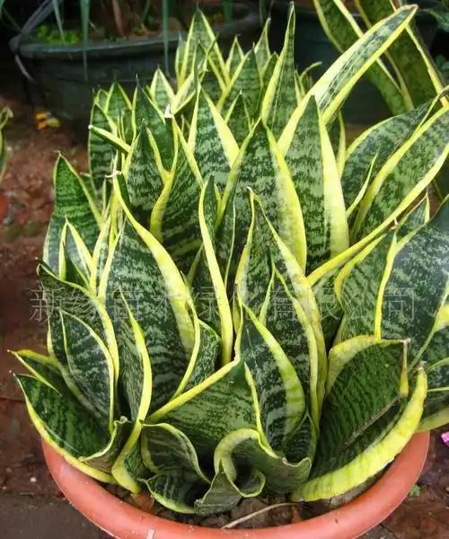 金边虎尾兰(金边虎尾兰一般多久浇一次水)