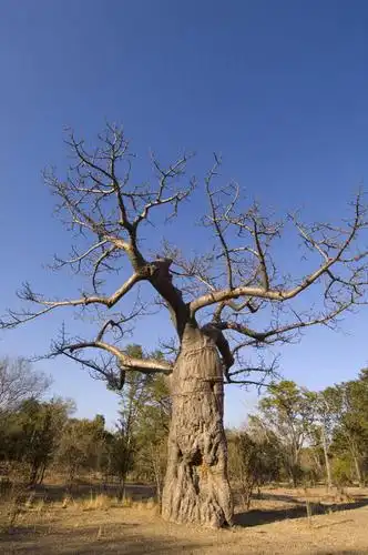 植物,非洲,赞比亚,一棵,阴影,枯萎,光线,影子,枯草,枝条,娱乐,草,树