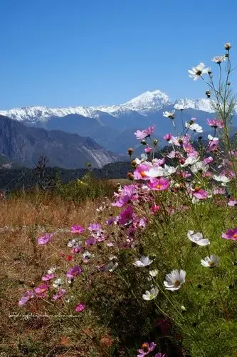 雪山下的祝福-格桑花