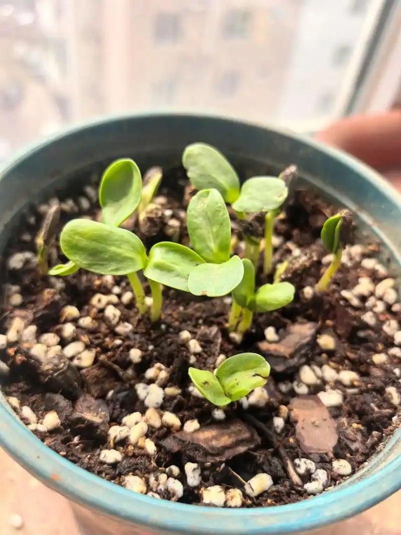 为高三娃种的第一批向日葵🌻发芽了,不知道多少天可以开花🌼