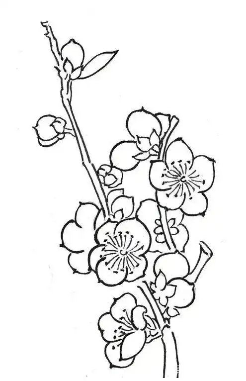 梅花的工笔画法