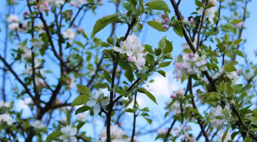 id-921186-春天来了-树枝开花高清大图