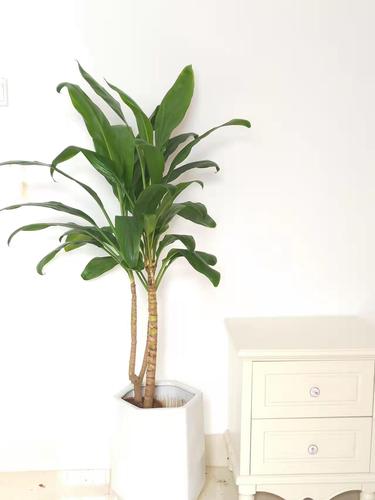 青叶盆景植物网红铁网绿叶花卉朱蕉叶盆景卧室观绿植