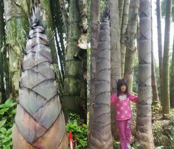 与其他竹子相比,巨龙竹的无论是高度和直径,都能堪称"竹中之王".