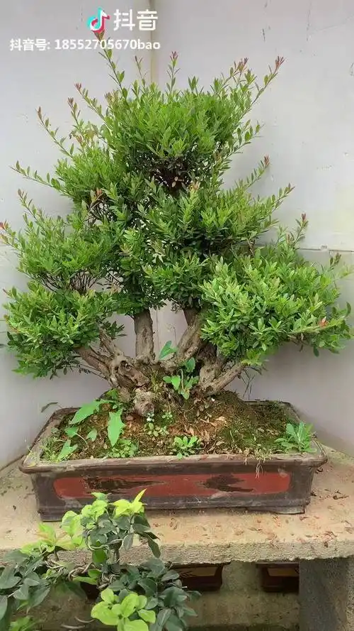 古桩小叶赤楠盆景