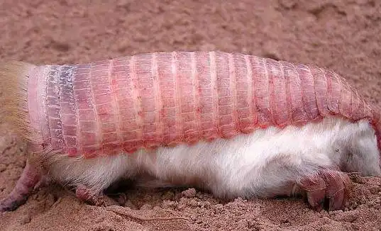 世界上最小的犰狳倭犰狳 体重不过100克