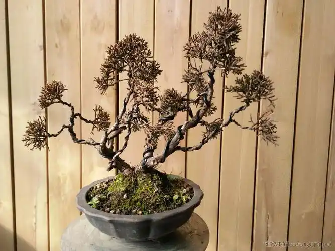 盆景艺术在线-一本多干的济州真柏 - powered by discuz!