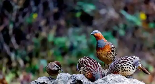 竹鸡属于一种鸟类从随处可见变成如今的保护动物一起来了解下