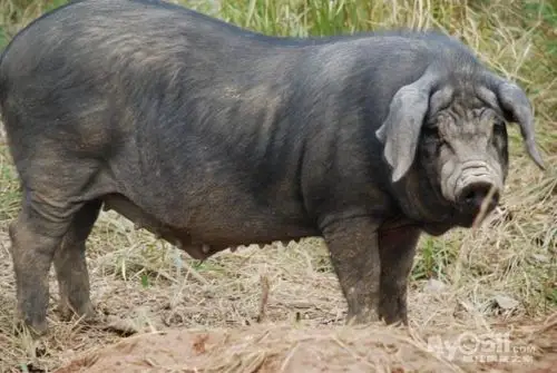 太湖猪是江浙地区的品种,我卖的是霍寿黑毛猪,为国家级地方遗传资源