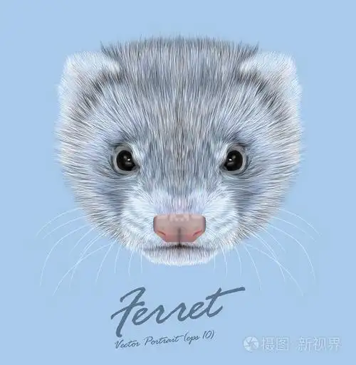 矢量的雪貂的说明性肖像