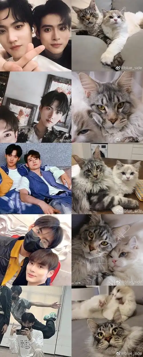 笨比们来上点适配度高的动物塑cp代餐图吧(更新)