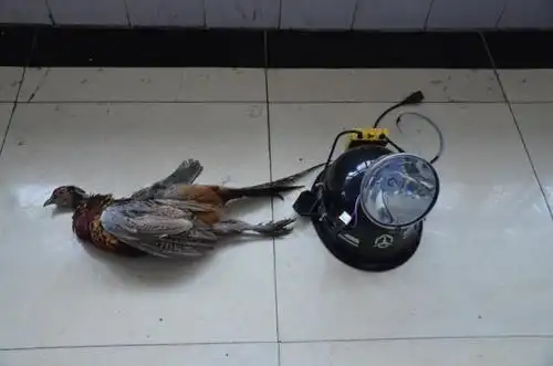 后经汝南县林业局鉴定,嫌疑人余某某所逮的野鸡学名为雉鸡,属于国家"