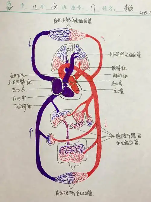 初二年《血液循环系统》优秀作业集
