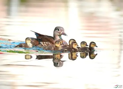 野鸳鸯带小崽(哈尔滨市兆麟公园)