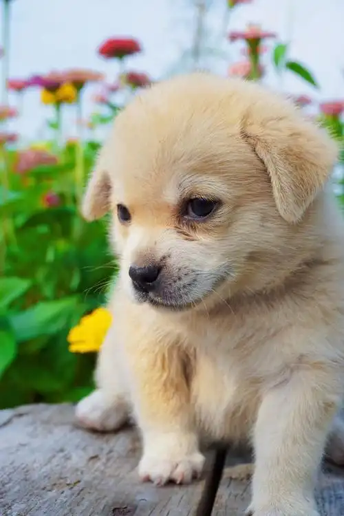 又土又奶小土奶狗真的超级可爱5555