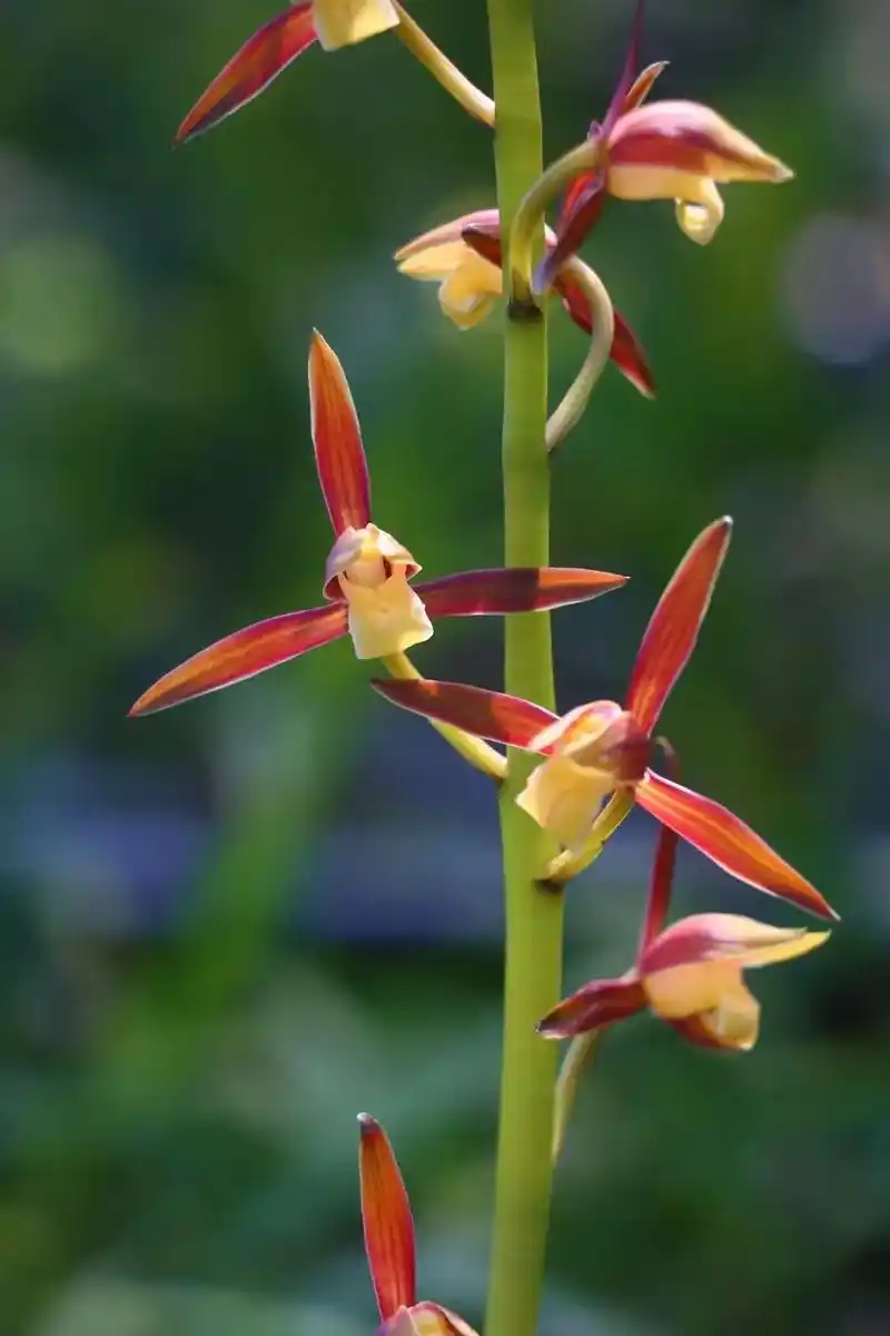 精品兰花 金玉良缘#祝大家2023年兔年大吉平安健康 #祝