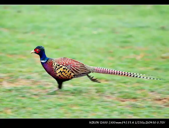 (黑长尾雉) 锦鸡报晓贺新年