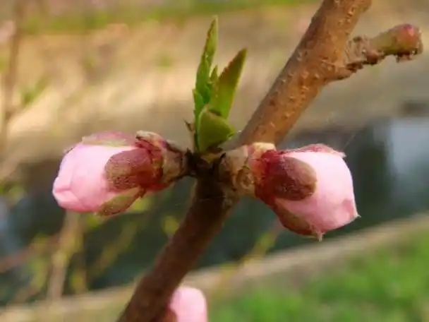 桃树的顶芽一般均为叶芽;桃的早熟芽一年可萌发2～3次副梢,桃的花芽是