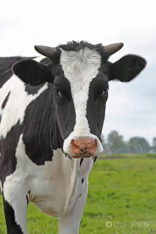 黑色和白色的荷兰奶牛