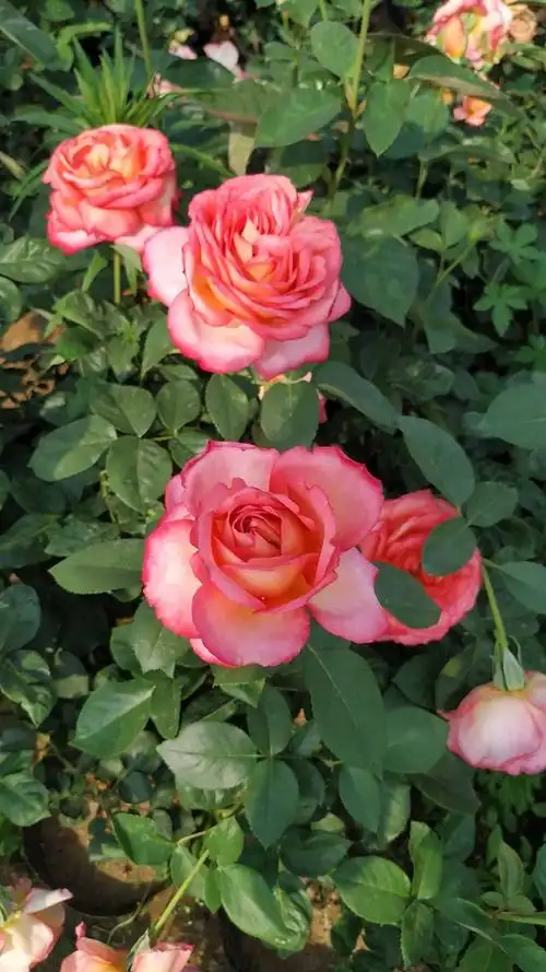 超大花月季品种图片(超大花月季品种图片欣赏)