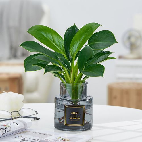 水培金钻绿公主盆栽花卉室内植物水培好养吸除甲醛净化空气绿植物