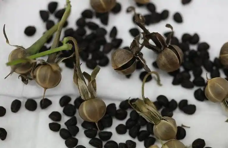 红薯的种子怎么样的啊