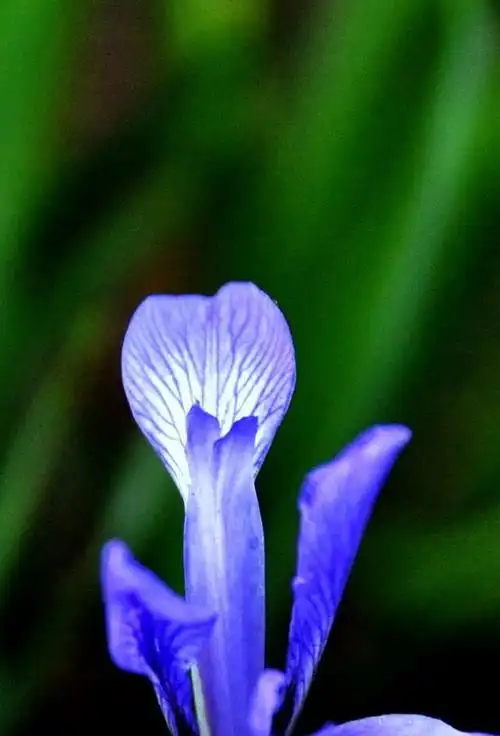花卉图集:鹫尾花