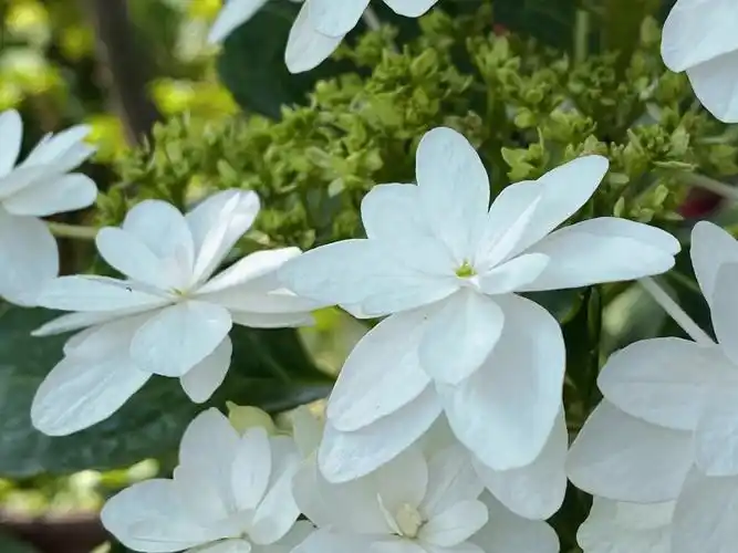 绣球品种介绍白色天使