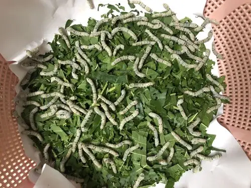 今天蚕宝宝又开口吃桑叶了,奶奶又弄来了新鲜的桑叶给他们吃,多吃点