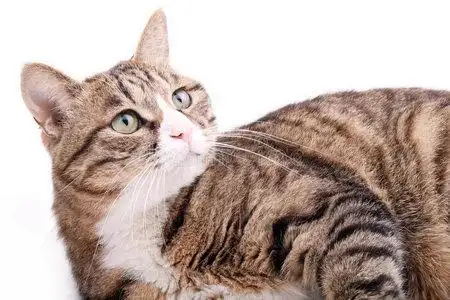 狸猫狸猫摄影图