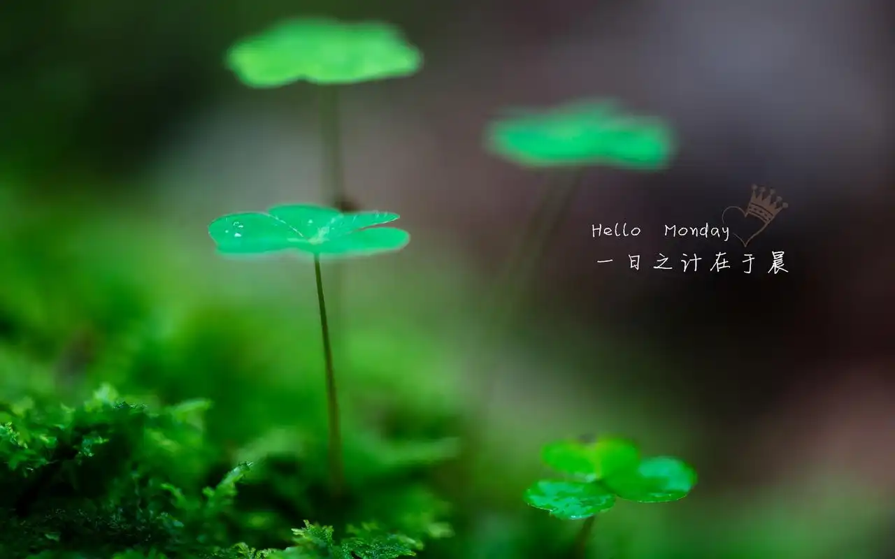 唯美文字每日心语清新绿色植物护眼桌面壁纸图片下载