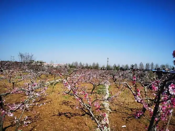 怎么去,怎么走,在哪,在哪里,在哪儿):临沂市兰山区李官镇电话:蒙山