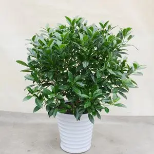 非洲茉莉花室内盆栽大型