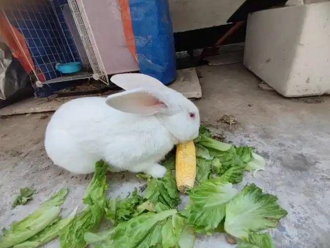 一岁多的小白兔