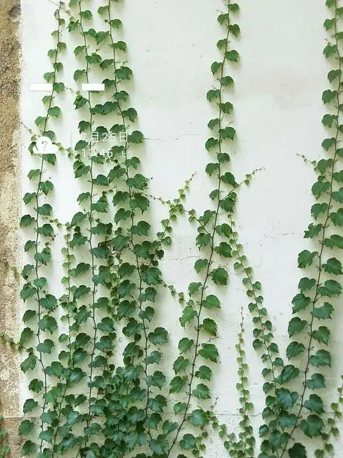 我最喜欢的攀藤植物之一爬墙虎
