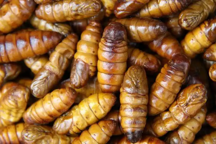 文登威海柞蚕蛹-特产网