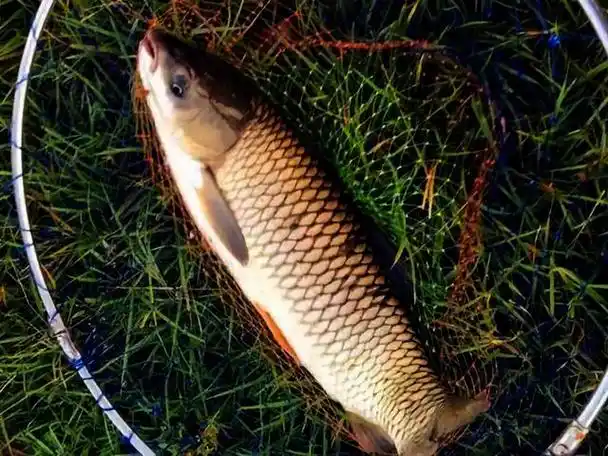 夏季外出钓鱼,早点知道这些事,少走弯路渔获多