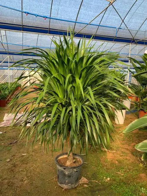 老桩多头龙血树