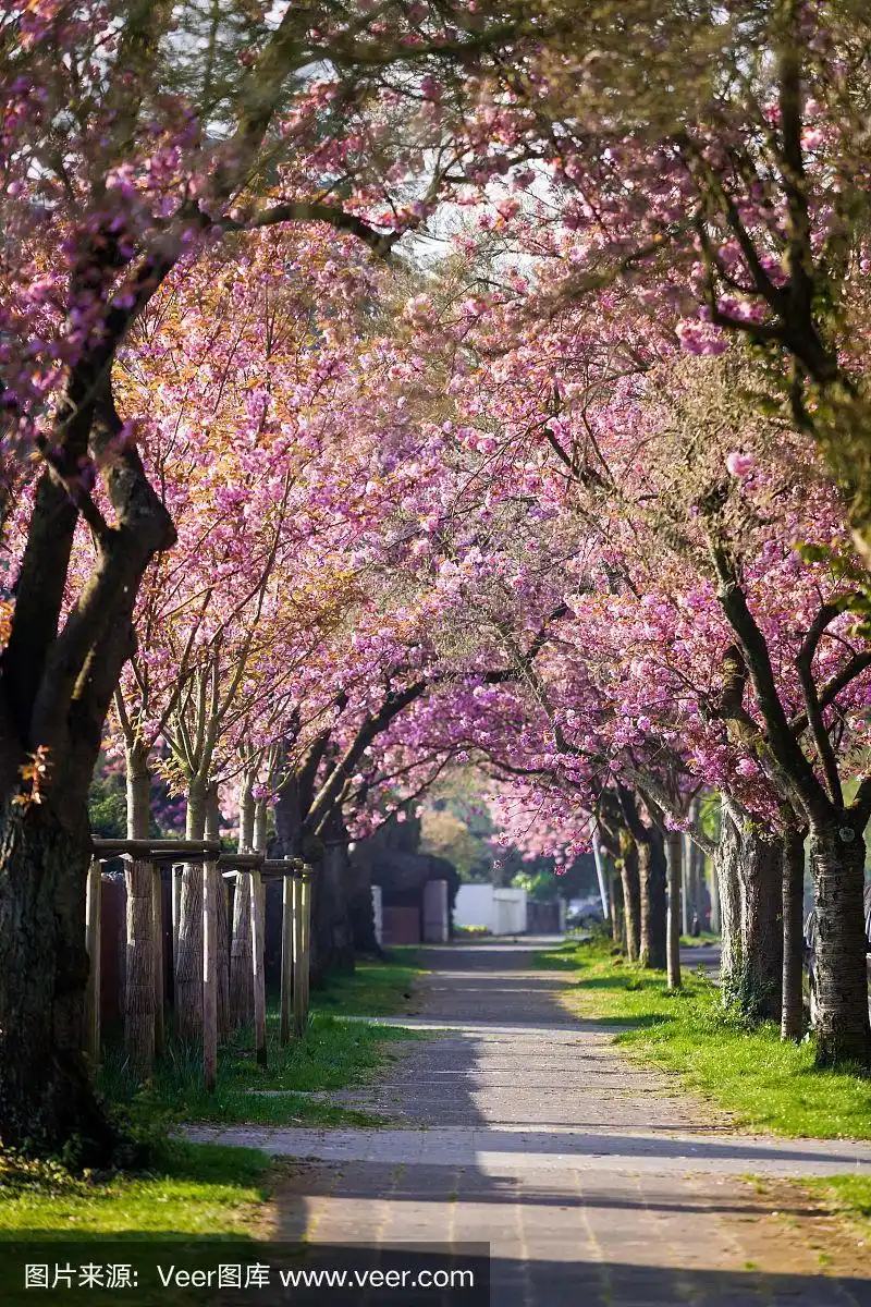 樱花.自然背景上的花树.春流