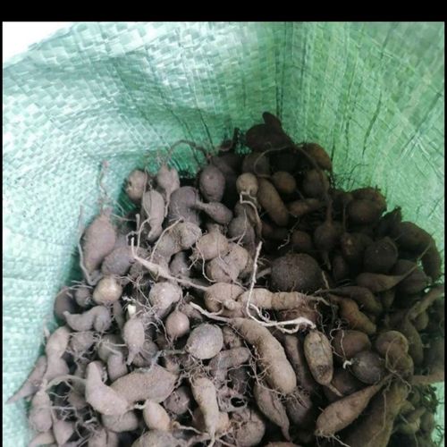 三叶青  金线吊葫芦  石老鼠鲜货专用可食用野生